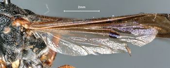 Media type: image;   Entomology 32446 Aspect: Wing hind